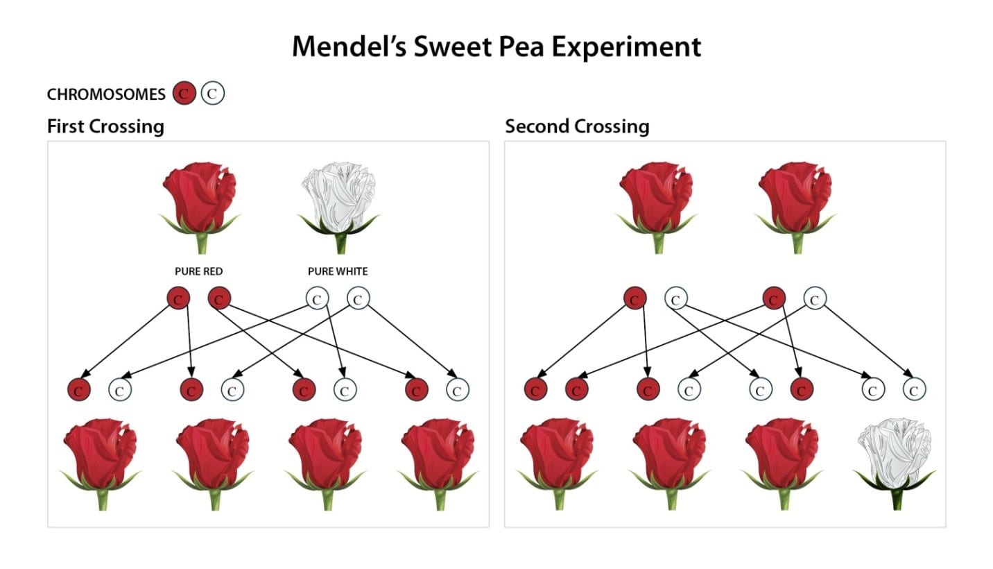 Gregor Mendel Pea Experiment