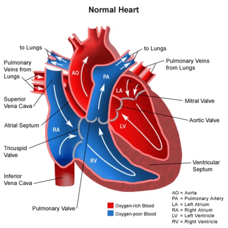 The Miracle of a Baby’s First Breath | adefenceofthebible.com