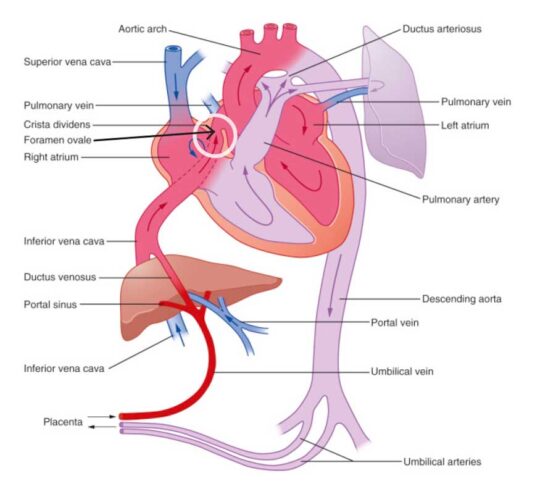 The Miracle of a Baby’s First Breath | adefenceofthebible.com